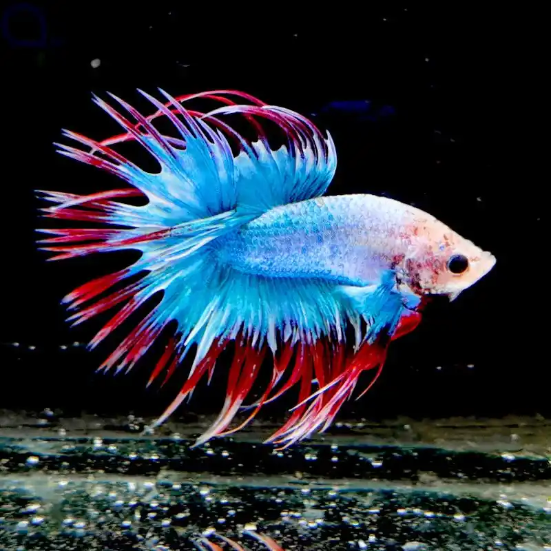 Sichere Zahlung Kampffisch Crowntail "Fire and Ice" - Betta splendens