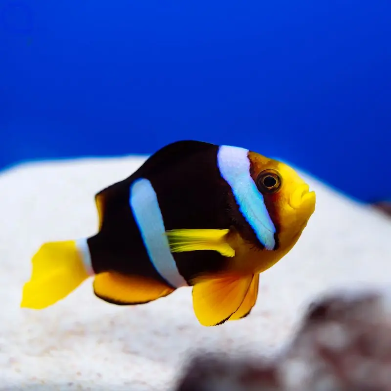 Amphiprion sebae - Goldschwanz-Anemonenfisch Super-Preis