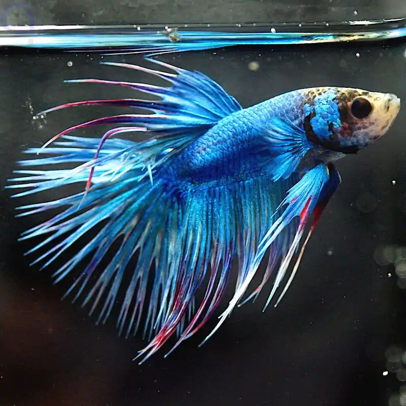 Kampffisch Crowntail - Blue Light- Betta splendens *19 Top-Preis