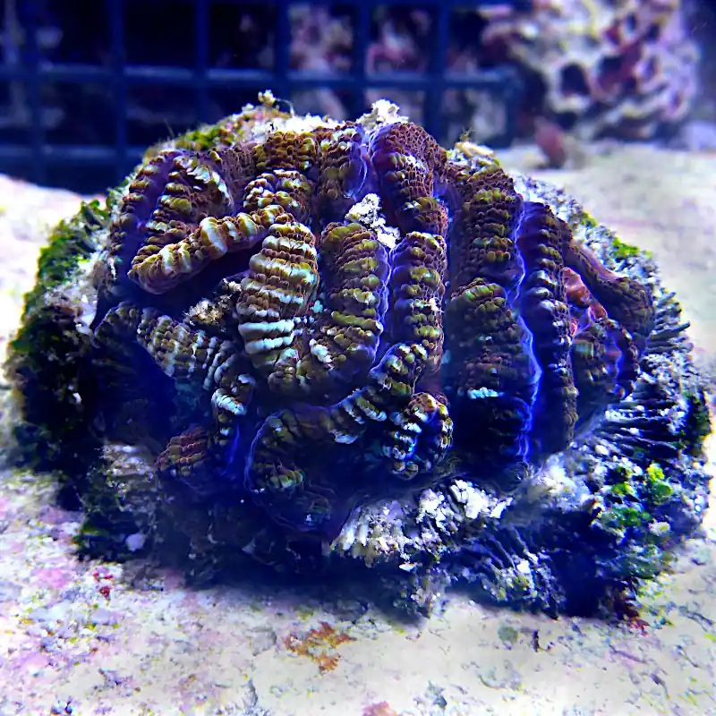 Acanthastrea lordhowensis - Blau Grün #99 Angebot
