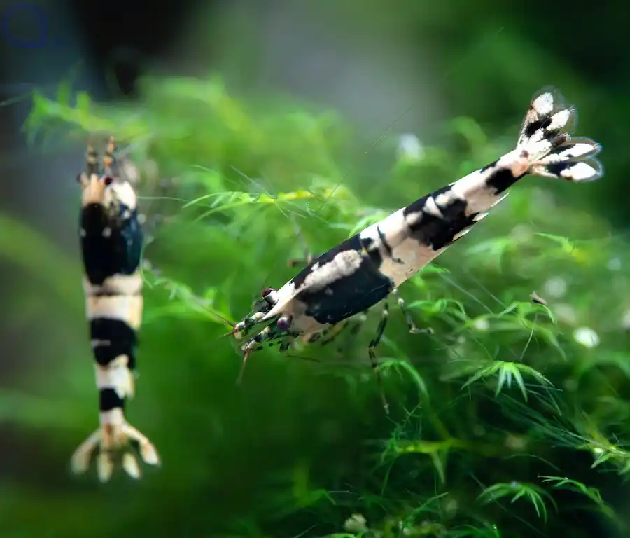 Sichere Zahlung Hummelgarnele - Caridina breviata