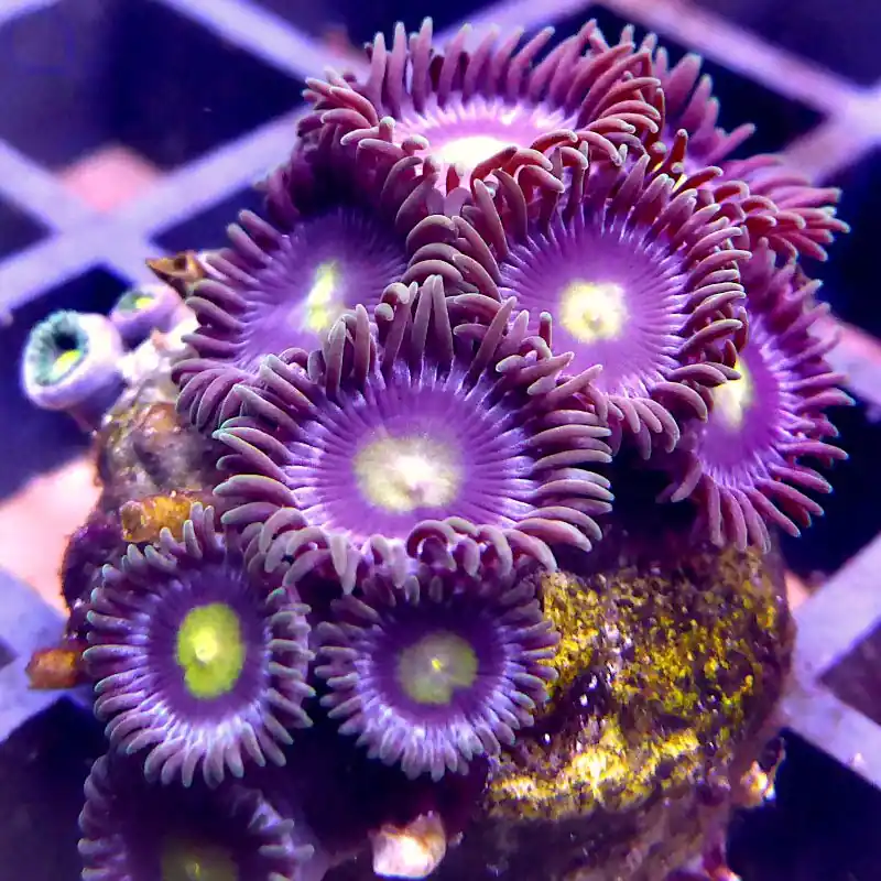 Zoanthus - Green Purple #04 Sale
