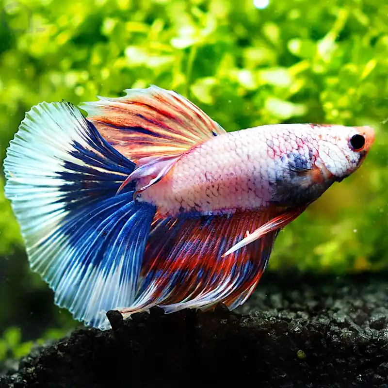 Mega-Angebot Kampffisch Halfmoon - Tricolor - Betta splendens *07