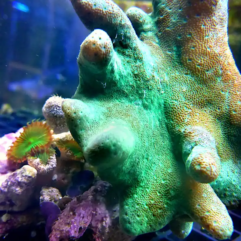 Lobophytum - Fingerlederkoralle mit Zoanthus - Green #100 Preiswert