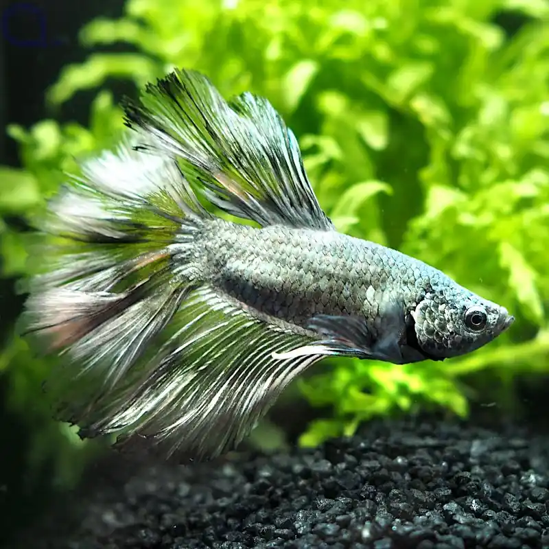 Schnäppchen Kampffisch Halfmoon - Metallic - Betta splendens *20