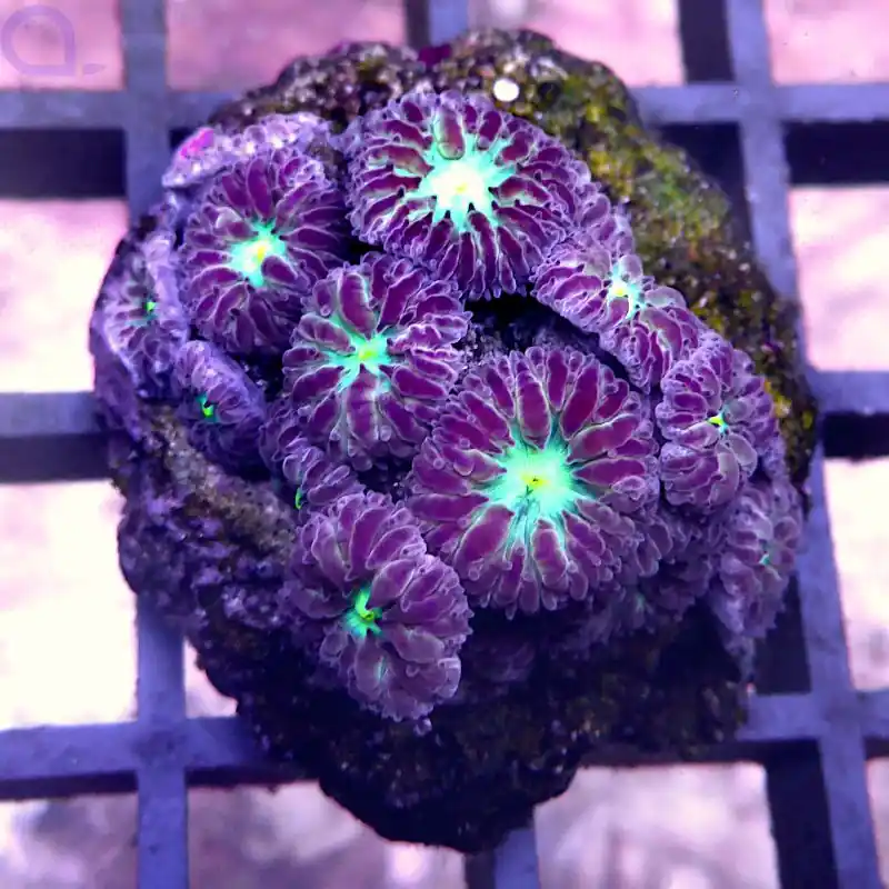 Angebot Blastomussa - Glowing Green #58