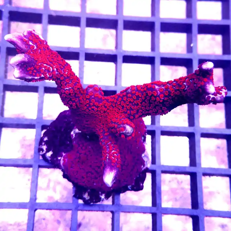 Aktuell Montipora digitata - Ultra Rot #05