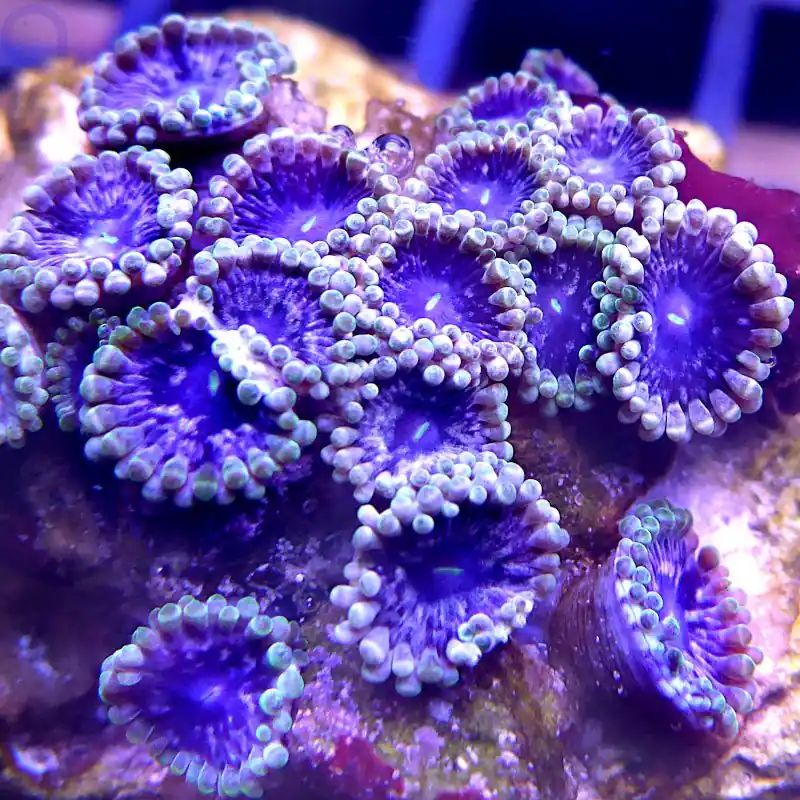 Zoanthus - Dark Blue Steel #25 Bestpreis