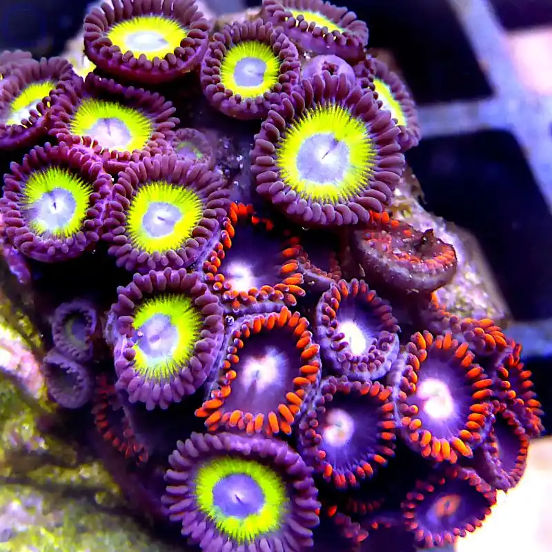Zertifiziert Zoanthus - Neon Glow #43