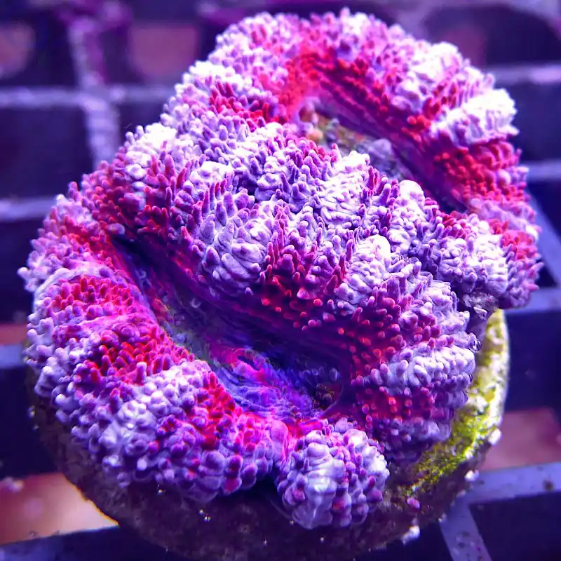 Billig Acanthastrea lordhowensis - Blue Stripe #12