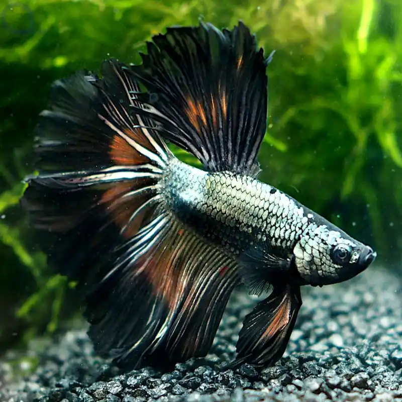 Kampffisch Halfmoon - Silver Copper - Betta splendens *12 Günstig