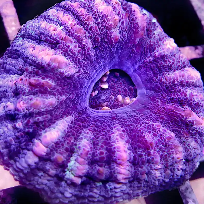 Abverkauf Scolymia - Violett #194