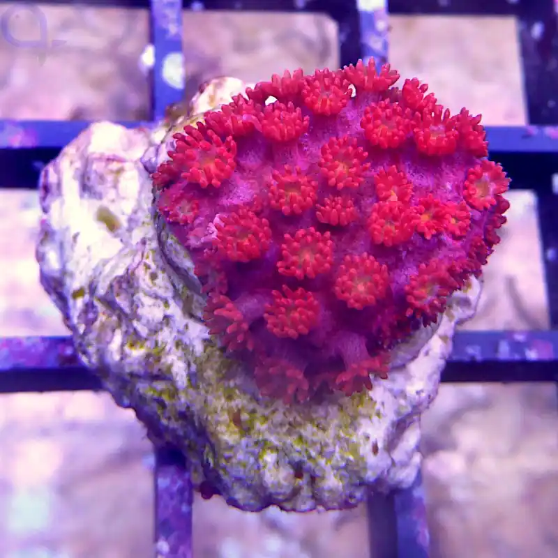 Goniopora - Red #128 Highlight