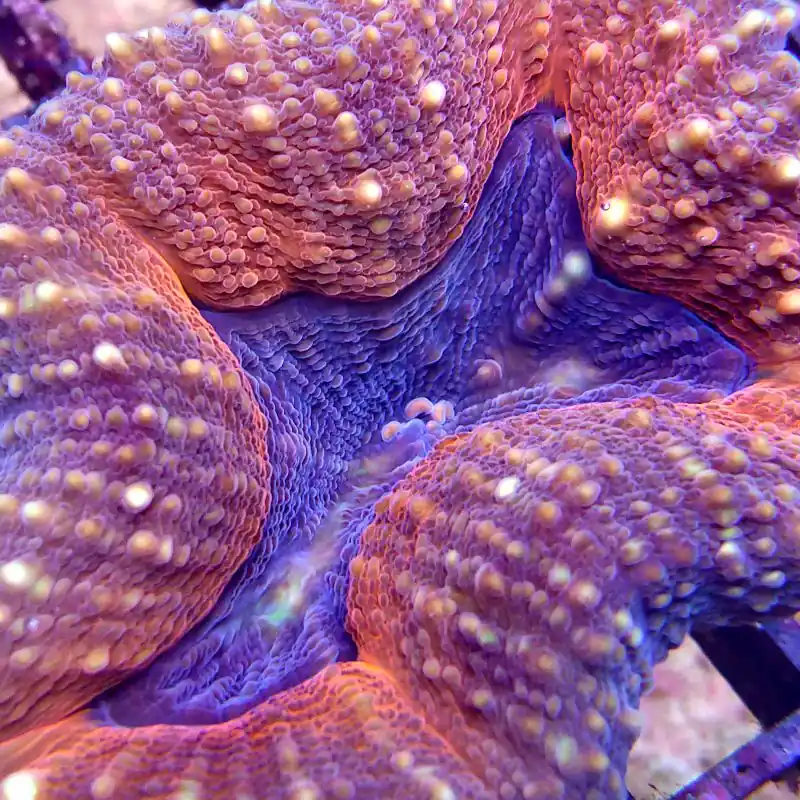 Zertifiziert Lobophyllia - Splitcolor Orange #131