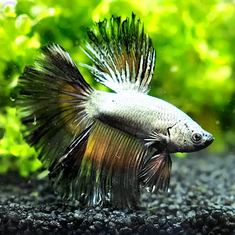Abverkauf Kampffisch Halfmoon - Silver Copper - Betta splendens *21