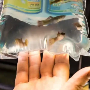 Angebot JBL Fischtransportbeutel L 10 Stück - Fischbeutel groß