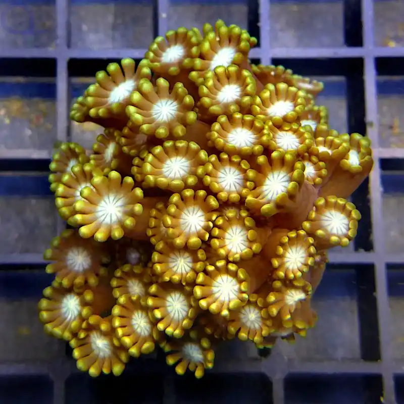 Alveopora - Premium Gold #40 Knallerangebot
