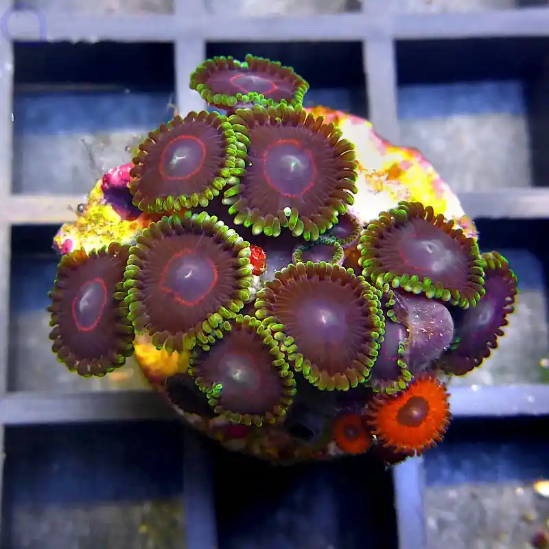 Zoanthus - Green Rim and Red #68 Sichere Zahlung