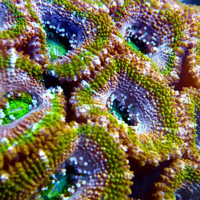 Acanthastrea - Green Ultra #67 Zertifiziert