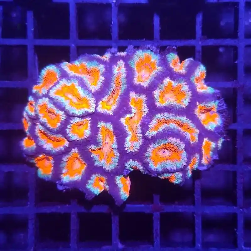Acanthastrea lordhowensis - Orange Blau Ultra #912 Top-Angebot