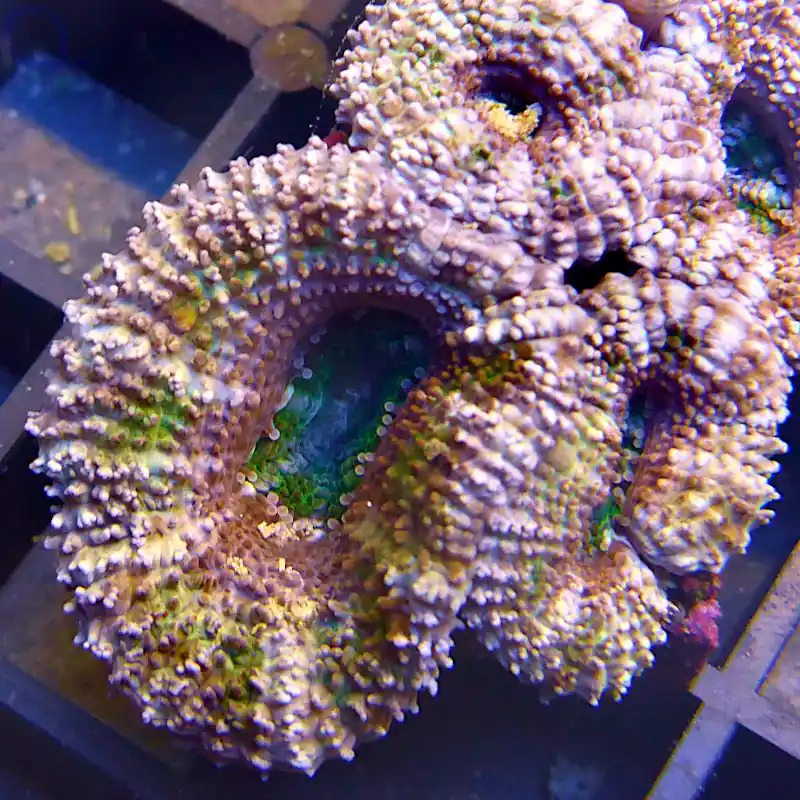 Acanthastrea - light green #134 Expressversand