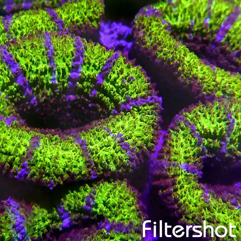 Acanthastrea - Green Premium #84 Versand Am Gleichen Tag