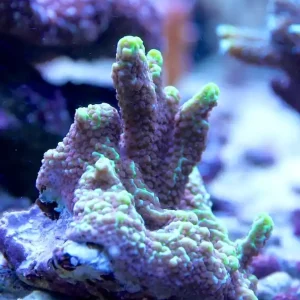 Montipora capitata - SPS Beliebt