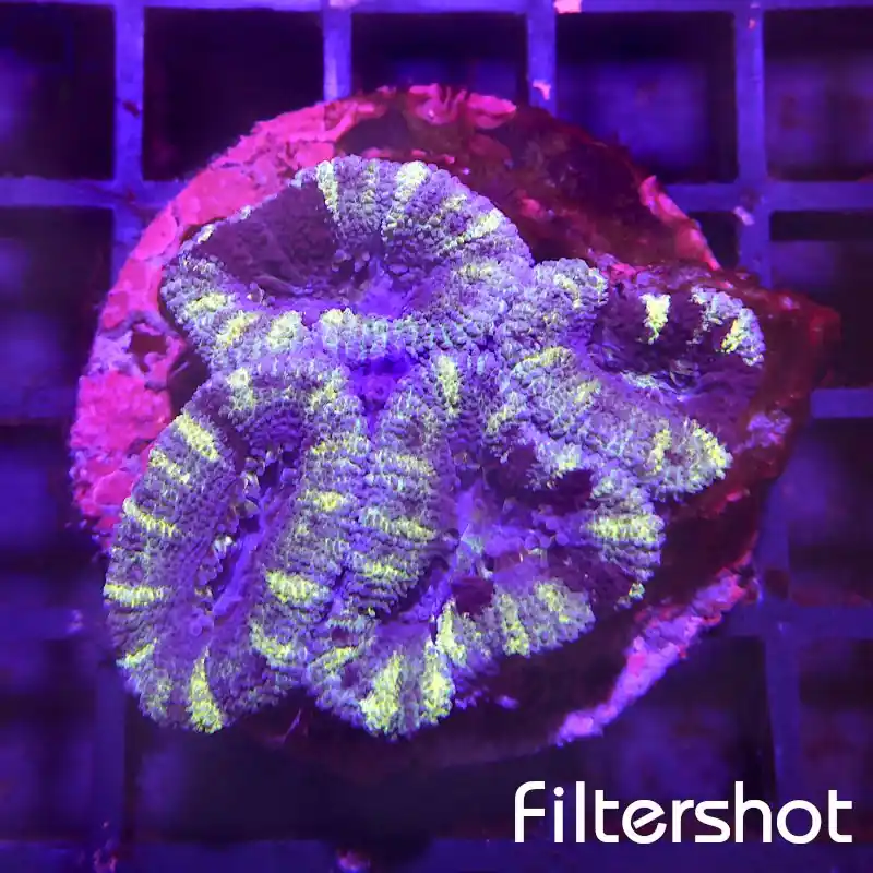 Acanthastrea - Blue Multicolor #184 Letzte Chance