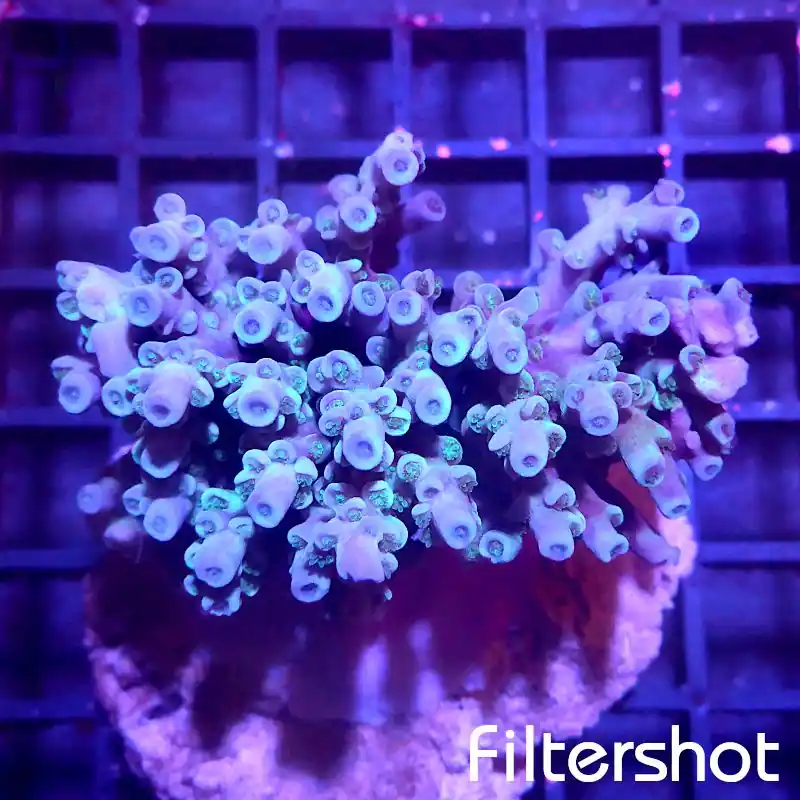 Acropora efflorescens - Lila Blau #179 Nur Heute