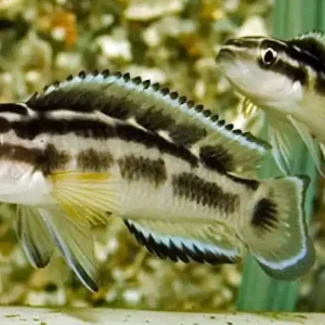 Schwarzweißer Schlankcichlide - Julidochromis transcriptus Schneller Versand
