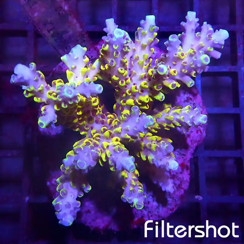 Acropora sp - Ultra Color #174 Direkt Vom Hersteller