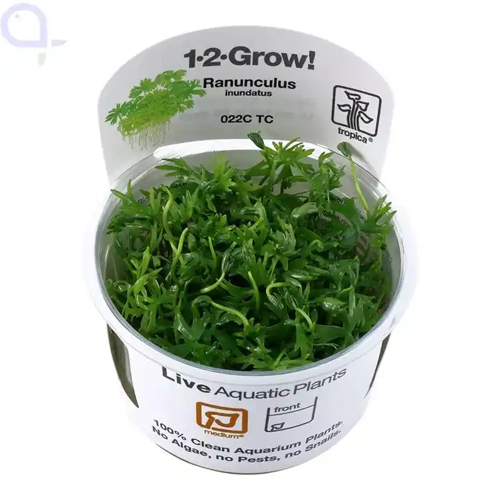 Angebot Ranunculus inundatus - Fluss-Hahnenfuß -1-2-Grow