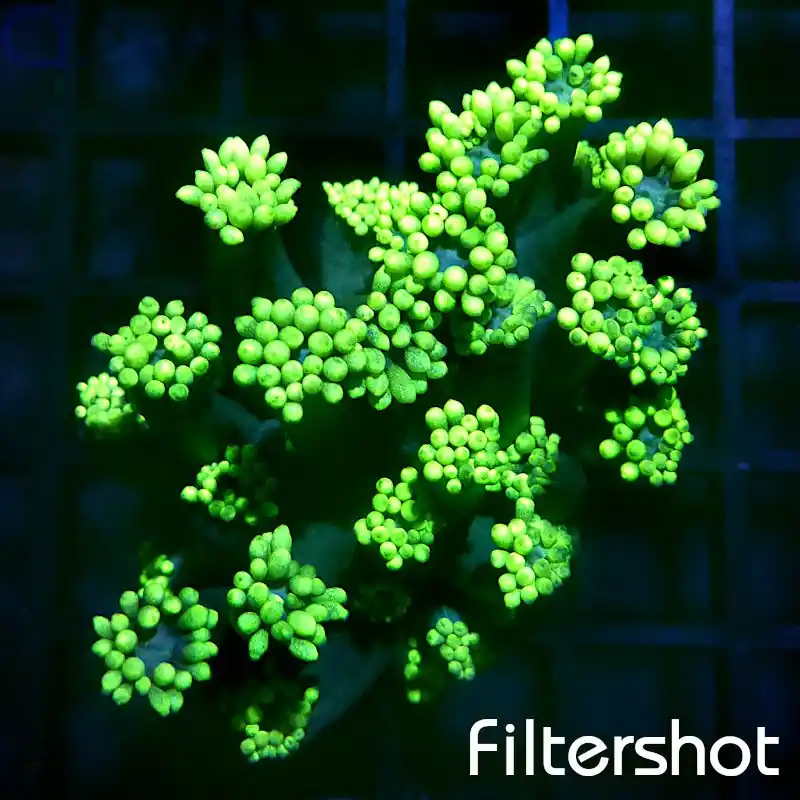 Alveopora - Glowing Green #G16 Highlight
