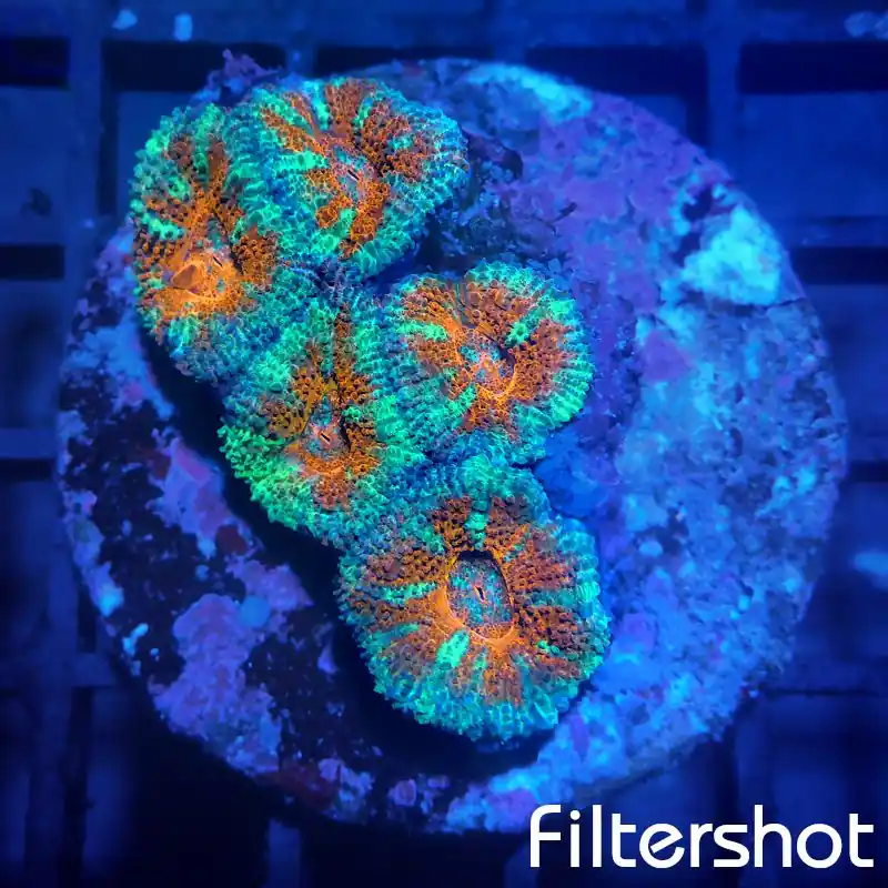 Acanthastrea - Two tone #06 Neue Kollektion