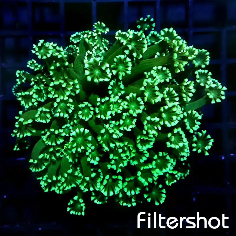 Alveopora - Green #77 Direkt Vom Hersteller