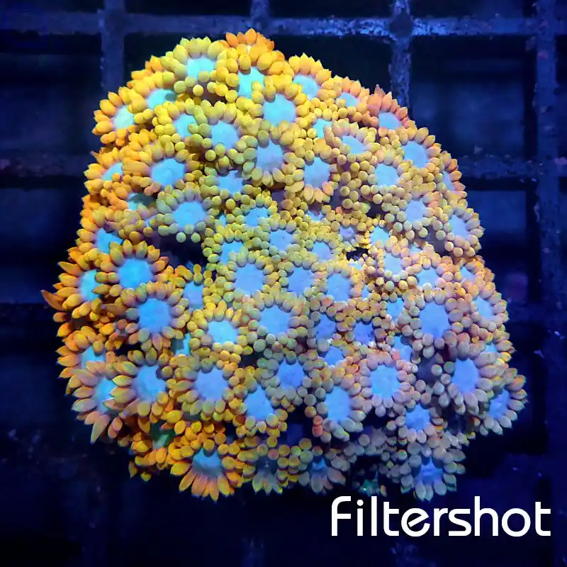 Zertifiziert Goniopora - Sunlight #G114