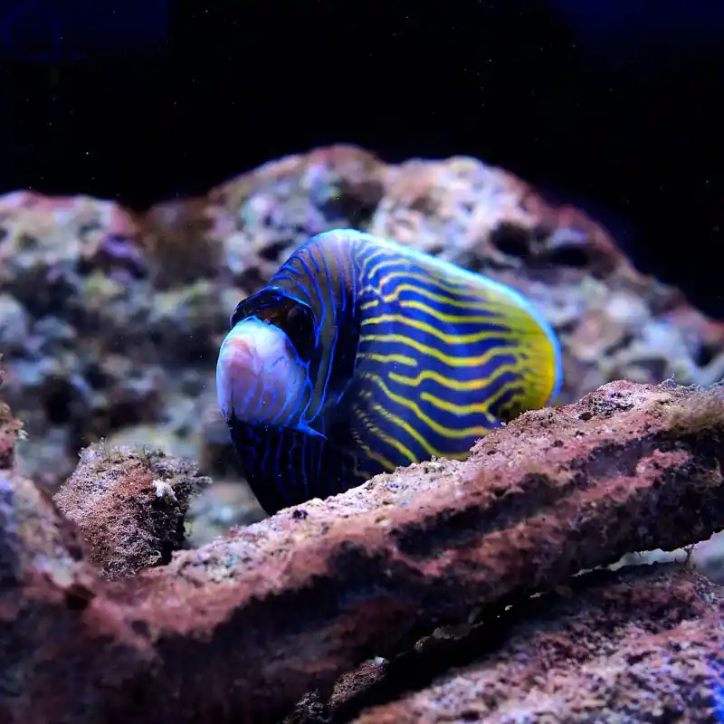 Aktuell Pomacanthus imperator - Adult