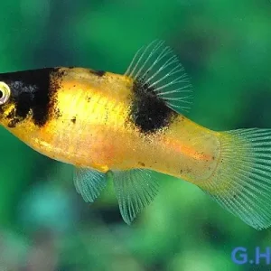 Angebot Hummel Platy - Xiphophorus maculatus