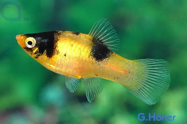 Angebot Hummel Platy - Xiphophorus maculatus