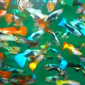 Abverkauf Guppy Farb-Mix 5 Männchen - Poecilia reticulata