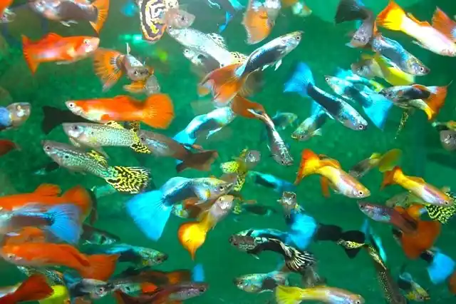 Abverkauf Guppy Farb-Mix 5 Männchen - Poecilia reticulata