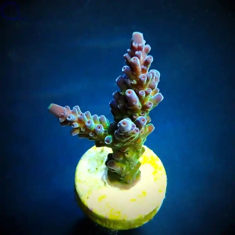 Acropora austera Sonderaktion
