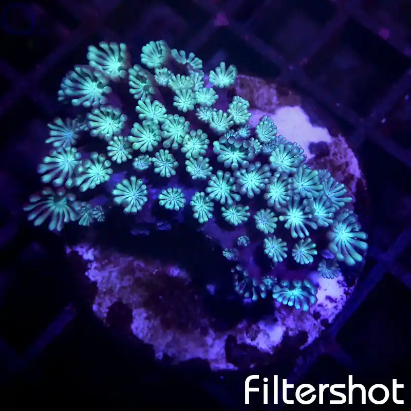 Alveopora - Ice Blue #28 Jetzt Bestellen