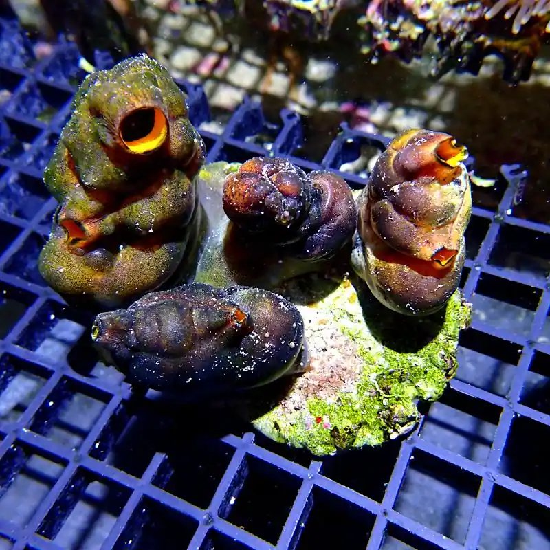 Angebot Polycarpa aurata - Golden Mouth #R36