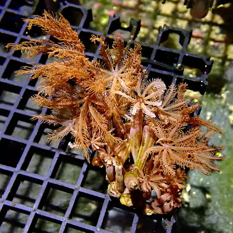 Anthelia glauca - Branch #Gn69 Sofort Bestellen