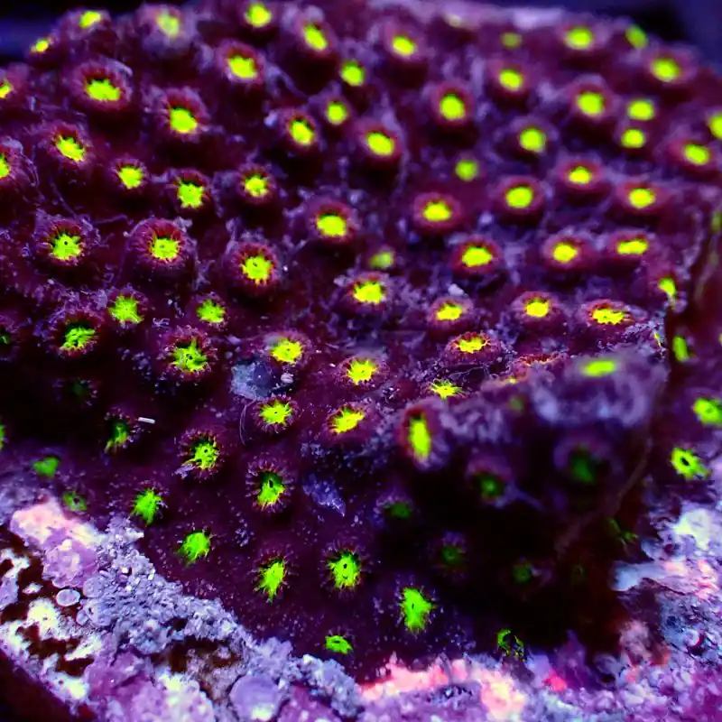 Abverkauf Cyphastrea - Green Polyp #G57