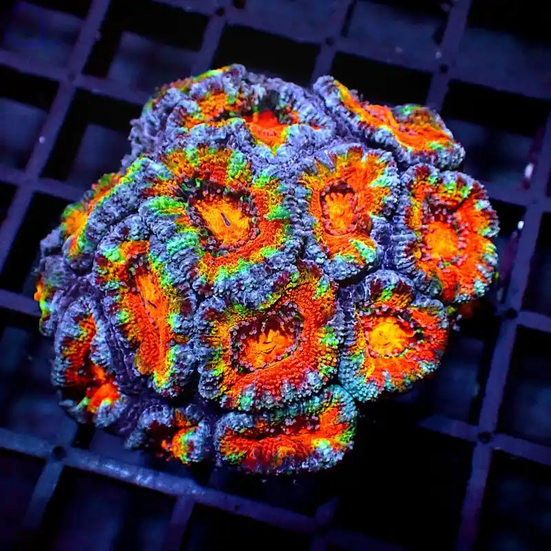 Acanthastrea - Rainbow Ultra #G114 Schneller Versand