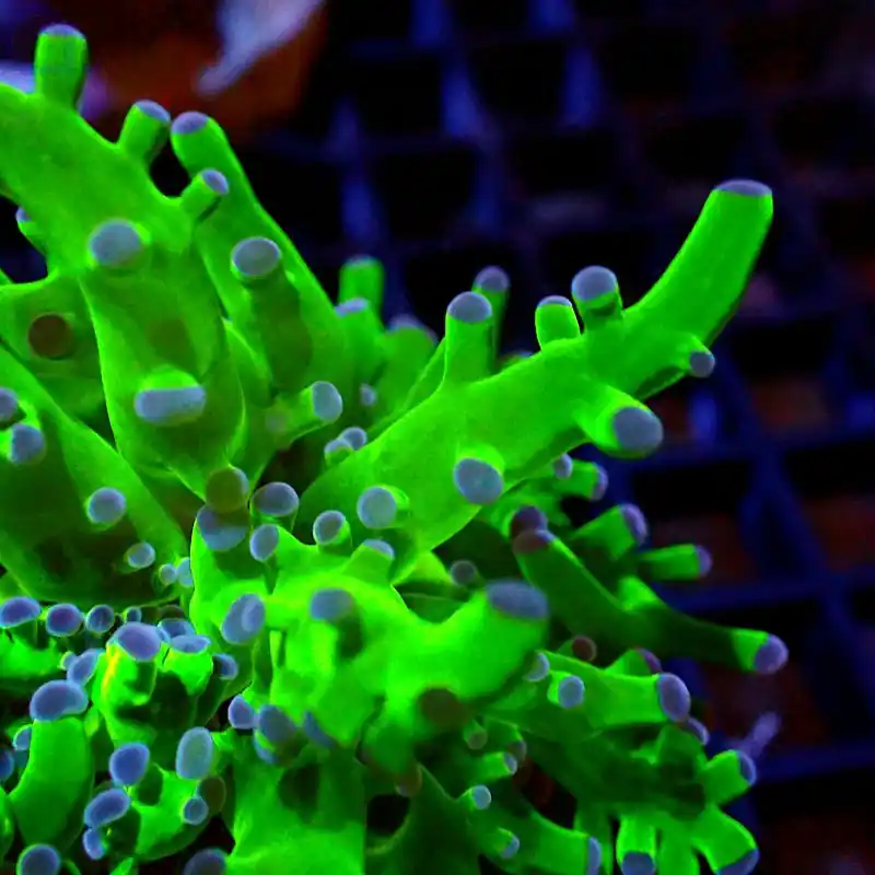 Euphyllia divisa - Blue Tip #G17 Billig
