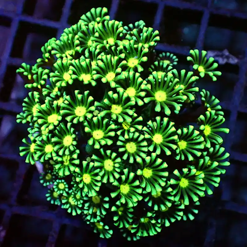 Alveopora - Green Yellow #R58 Sonderaktion