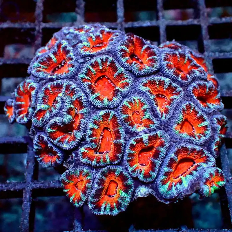Acanthastrea - Premium Blue Red #R81 Neue Kollektion